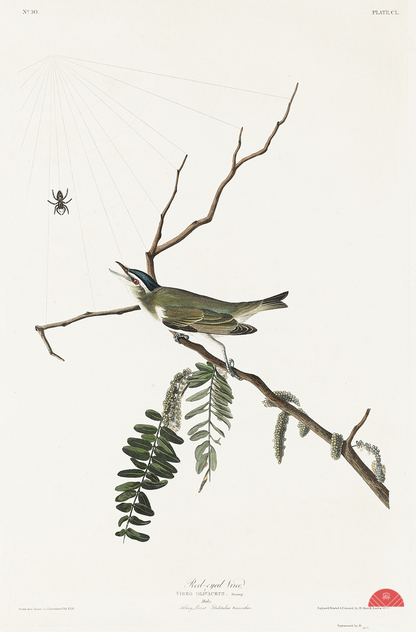Red-eyed Vireo  Print