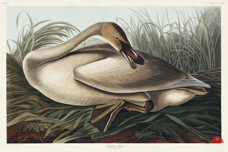 Trumpeter Swan  Print