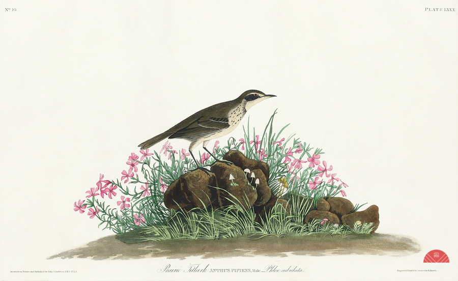 Prairie Titlark  Print