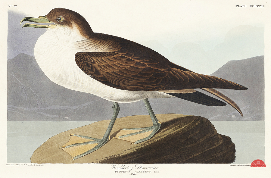 Wandering Shearwater  Print