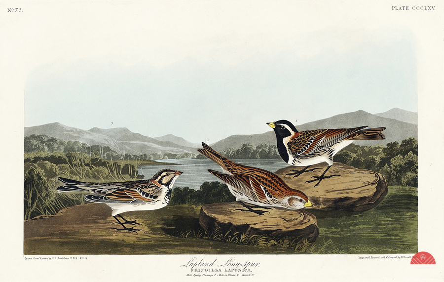 Lapland Long-spur  Print