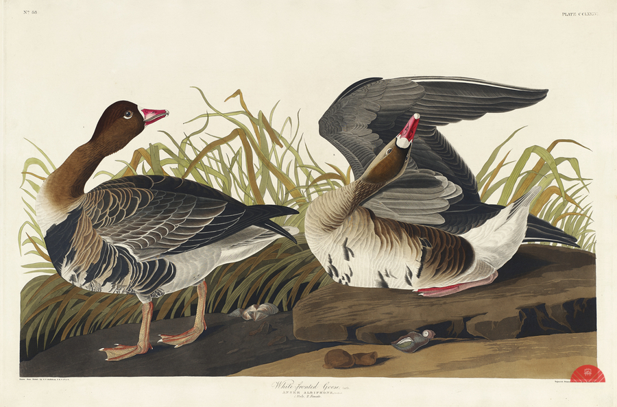 White-fronted Goose  Print