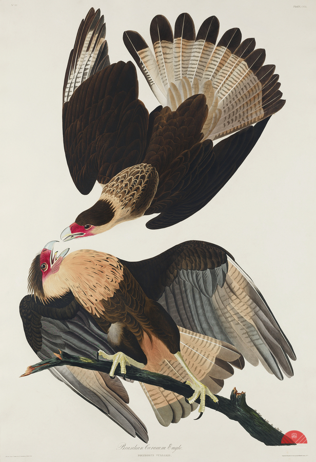 Brasilian Caracara Eagle  Print