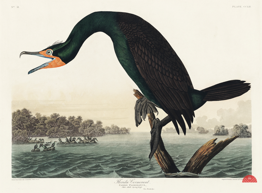 Florida Cormorant  Print