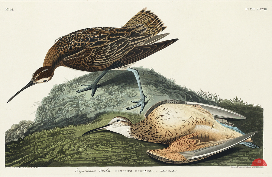Esquimaux Curlew  Print