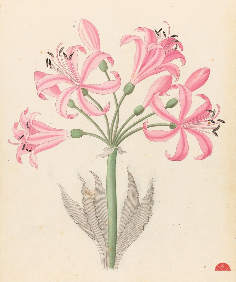 Amarillis [Boophone disticha] 1817  Print