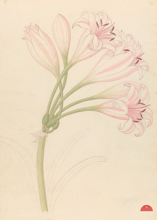 Amarillis [Crinum lineare] 1817  Print