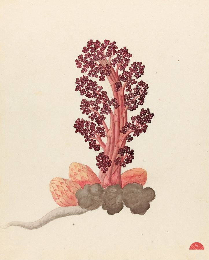 Aphyteia hydnora [Nymphaea nouchali] 1817  Print