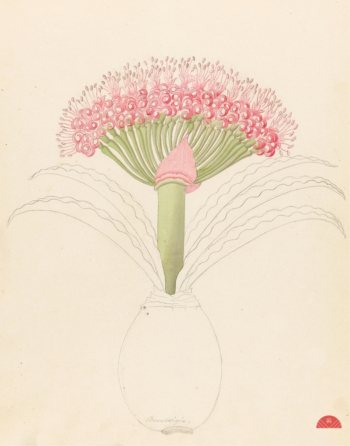 Brunswigia [Brunsvigia grandiflora] 1817  Print