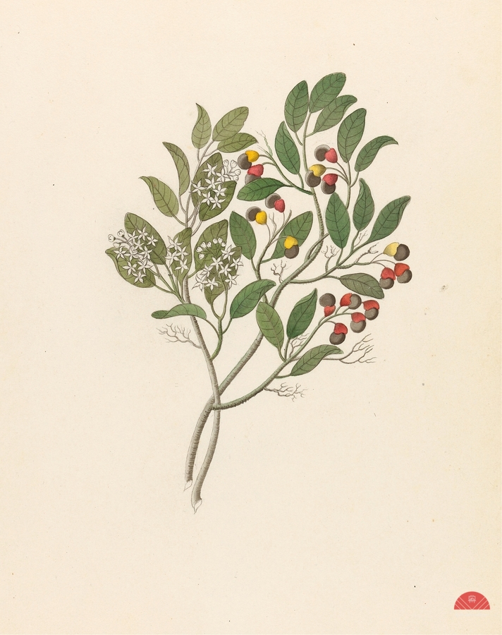 Celastrus [Apodytes dimidiata] 1817  Print
