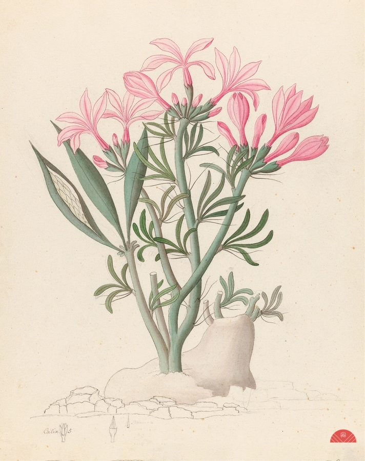 Ceropegia or Echites [Pachypodium succulentum] 1817  Imprimer