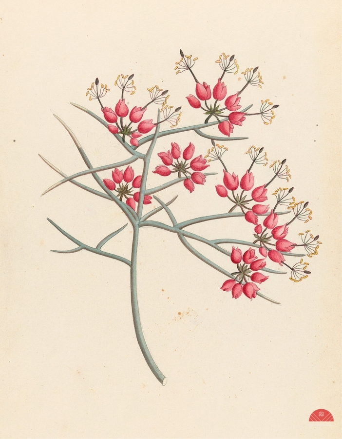 Cleome juncea. [Cadaba aphylla] 1817  Print