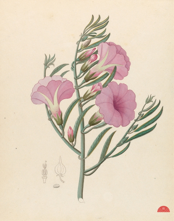 Convolvulus [Ipomoea oenotheroides] 1817  Print