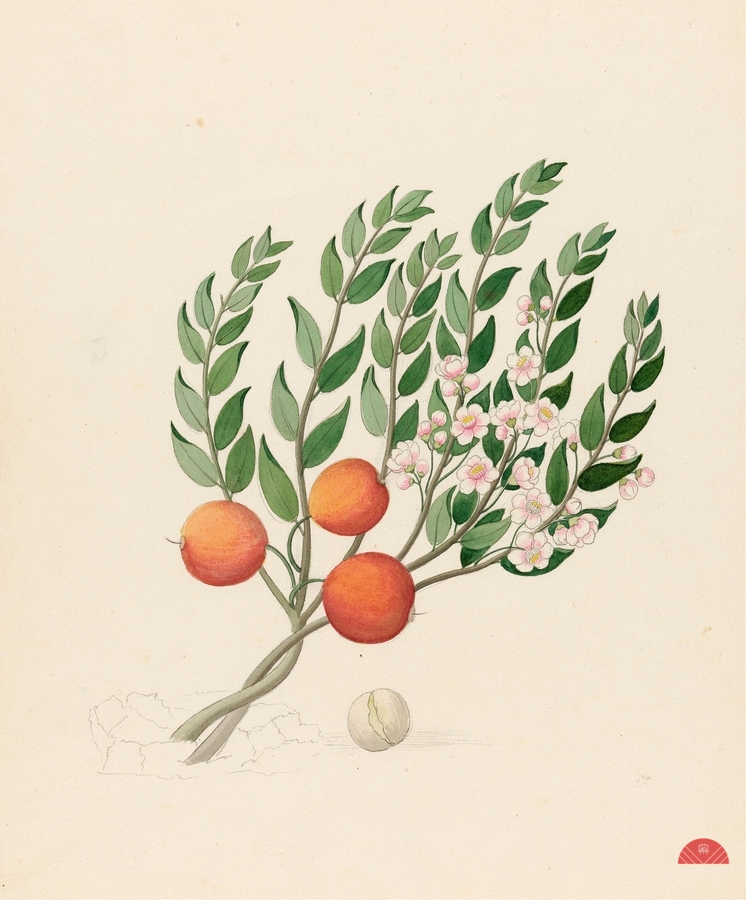 Eugenia or. Jambo [Eugenia albanensis] 1817  Print