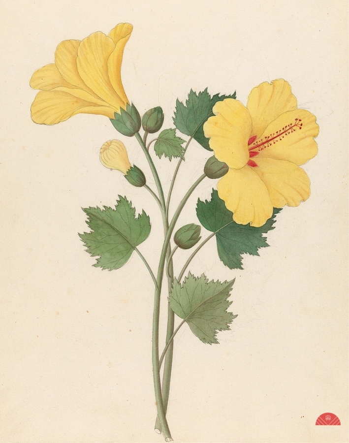 Hibiscus [Hibiscus calyphyllus] 1817  Print