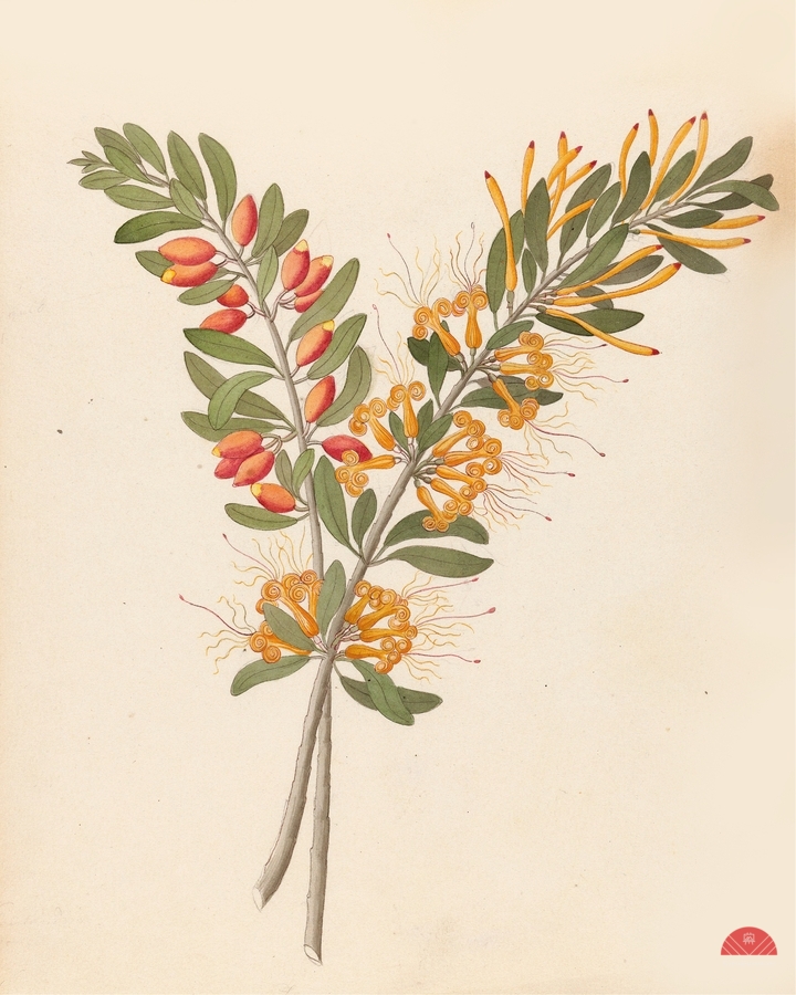 Loranthus N. Sp. [Moquiniella rubra] 1817  Print