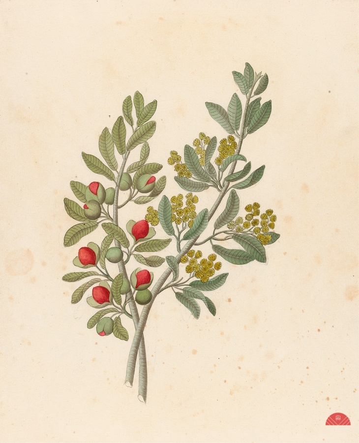 Octandria Monog. [Pappea capensis] 1817  Print