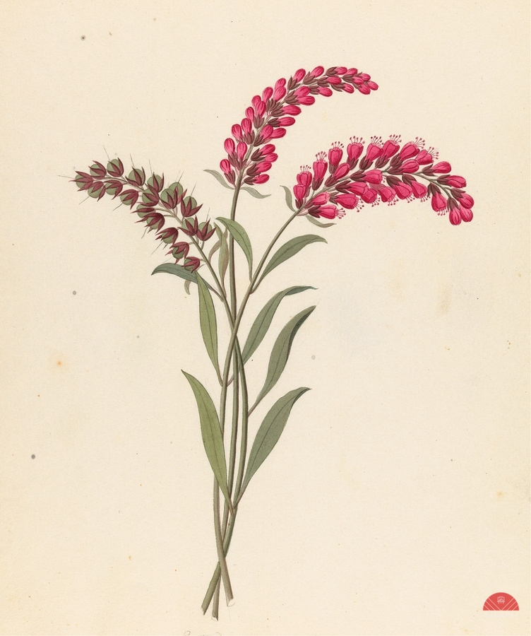 Pentand. Monog. [Lysimachia nutans] 1817  Print