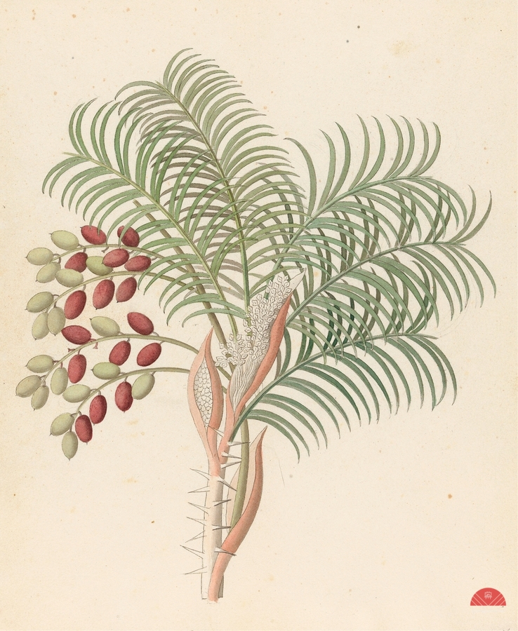 Phoenix [Phoenix reclinata] 1817  Print