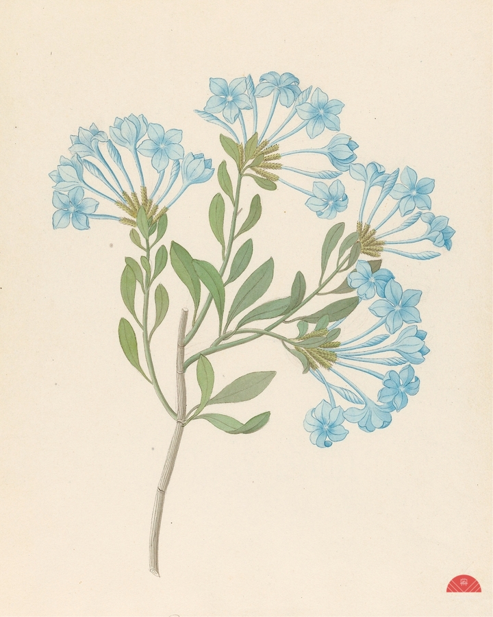 Plombago capensis [Plumbago auriculata] 1817  Imprimer