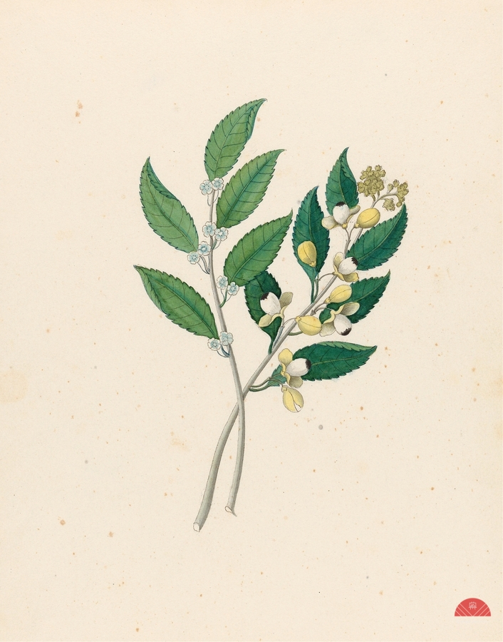 Rhamnus [Curtisia dentata] 1817  Print