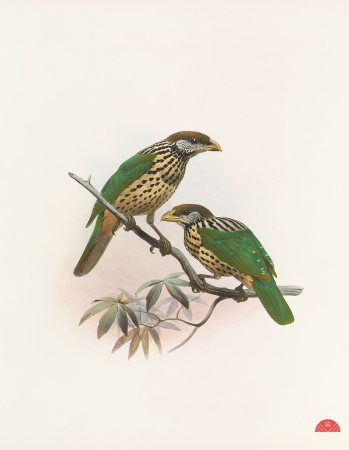Ailuraedus buccoides 1873  Print