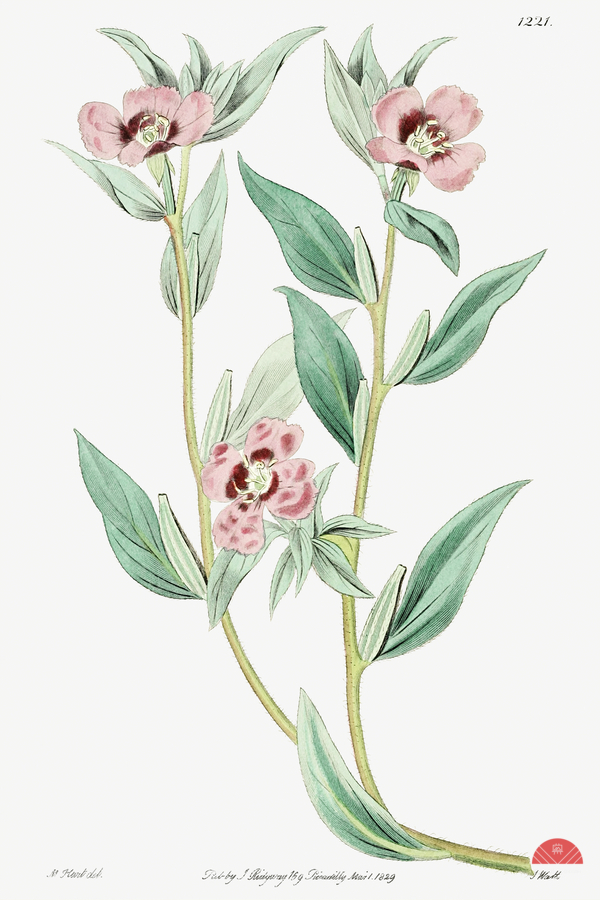 Long Branched Enothera from Edwards Botanical Register 1829-1847  by Sydenham Edwards John Lindley and James Ridgway.  Print