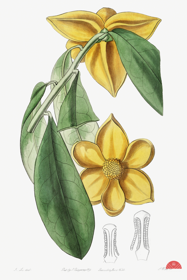 Laurel-leaved custard apple from Edwards Botanical Register 1829-1847  by Sydenham Edwards John Lindley and James Ridgway.  Print