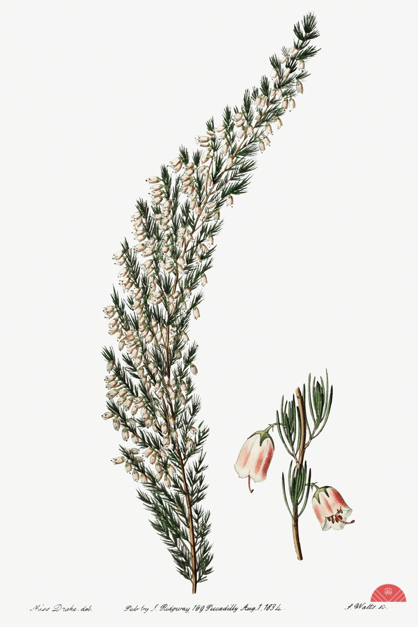 Bell-bearing heath from Edwards Botanical Register 1829-1847  by Sydenham Edwards John Lindley and James Ridgway.  Print