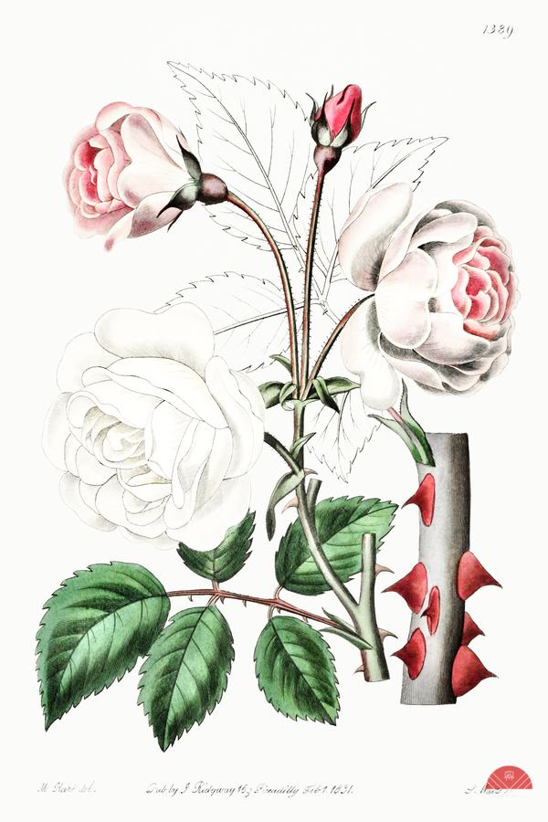 The ruga rose from Edwards Botanical Register 1829-1847  by Sydenham Edwards John Lindley and James Ridgway.  Print