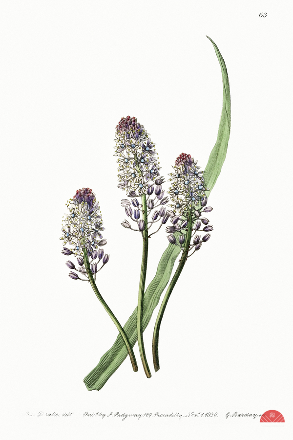 Meadow squill from Edwards Botanical Register 1829-1847  by Sydenham Edwards John Lindley and James Ridgway.  Print