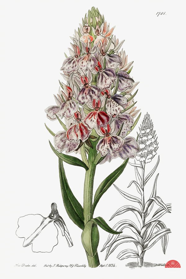 Leafy spiked orchis from Edwards Botanical Register 1829-1847  by Sydenham Edwards John Lindley and James Ridgway.  Print