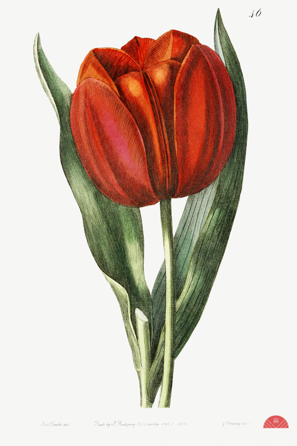Gesners tulip from Edwards Botanical Register 1829-1847  by Sydenham Edwards John Lindley and James Ridgway.  Print
