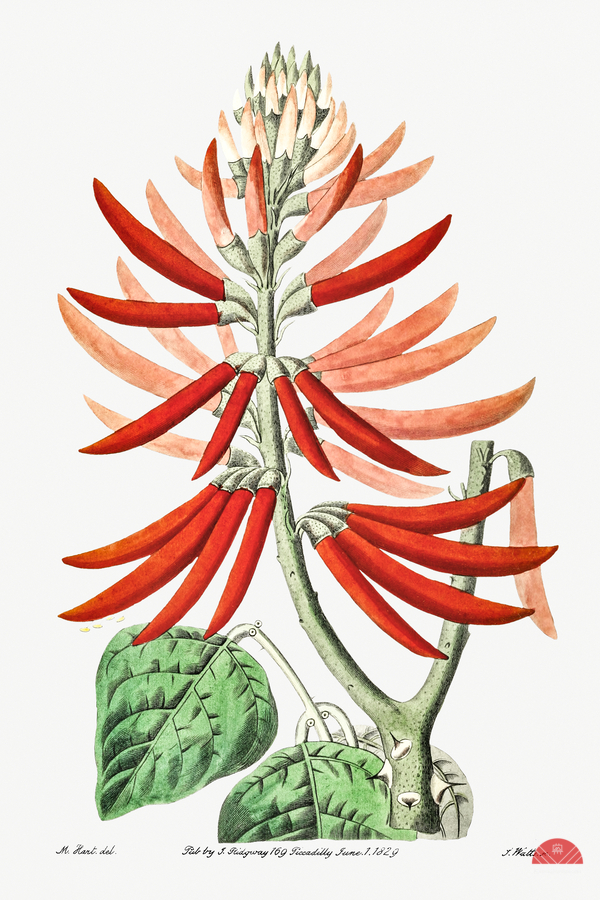 Naked-flowering Erythrina from Edwards Botanical Register 1829-1847  by Sydenham Edwards John Lindley and James Ridgway.  Print