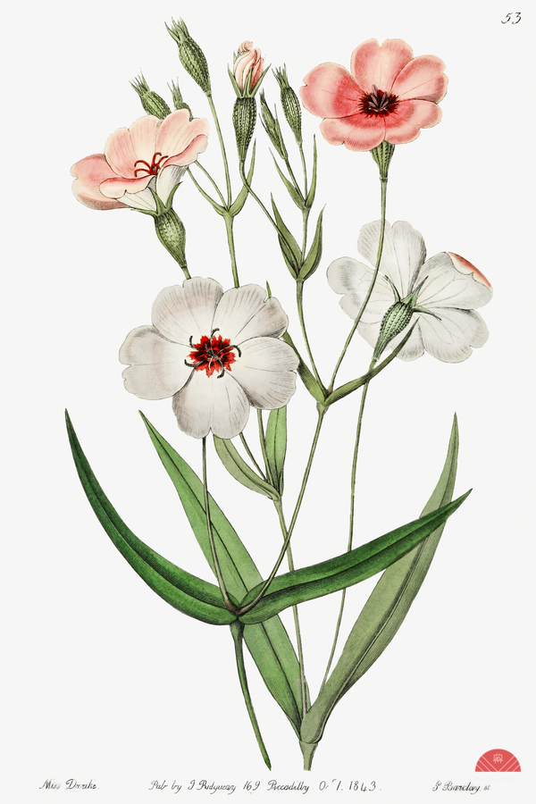 Dark-eyed viscaria from Edwards Botanical Register 1829-1847  by Sydenham Edwards John Lindley and James Ridgway.  Print