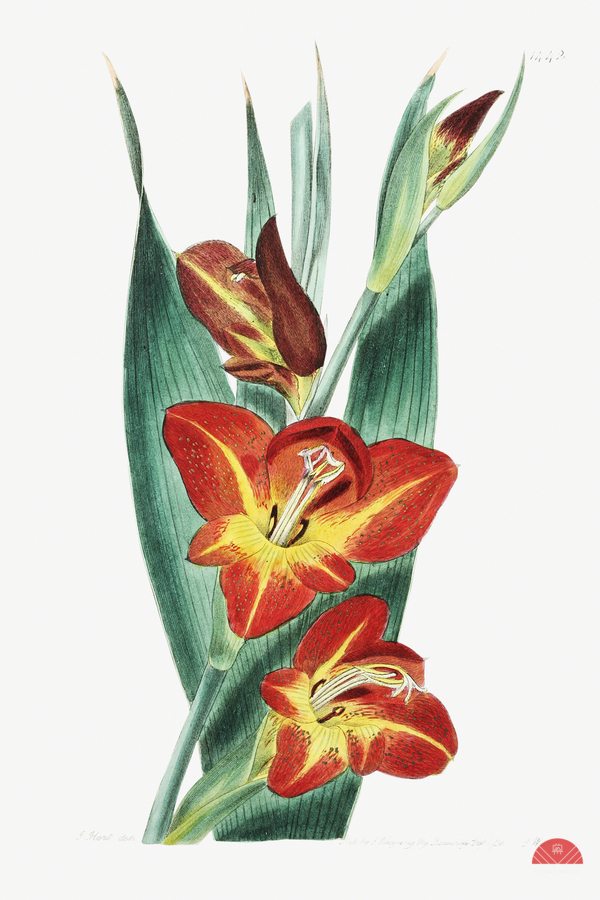 The parrot gladiole from Edwards Botanical Register 1829-1847  by Sydenham Edwards John Lindley and James Ridgway.  Print