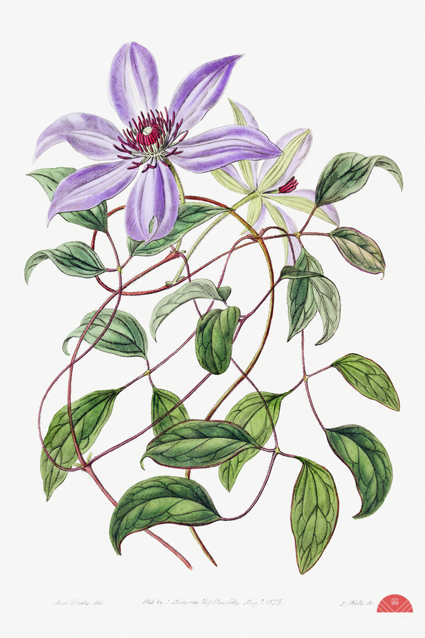 Violet clematis flower from Edwards Botanical Register 1829-1847  by Sydenham Edwards John Lindley and James Ridgway.  Print