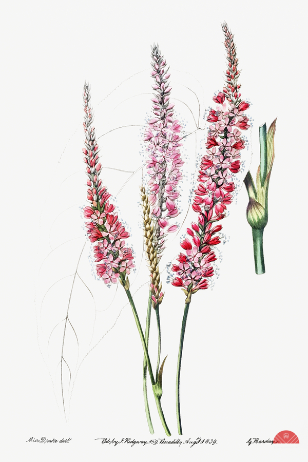 Stem-clasping polygonum from Edwards Botanical Register 1829-1847  by Sydenham Edwards John Lindley and James Ridgway.  Imprimer