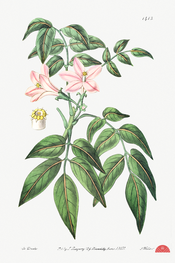 Pink Turraea pinnata from Edwards Botanical Register 1829-1847  by Sydenham Edwards John Lindley and James Ridgway.  Print