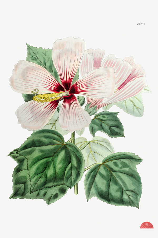 Marsh hibiscus from Edwards Botanical Register 1829-1847  by Sydenham Edwards John Lindley and James Ridgway.  Print