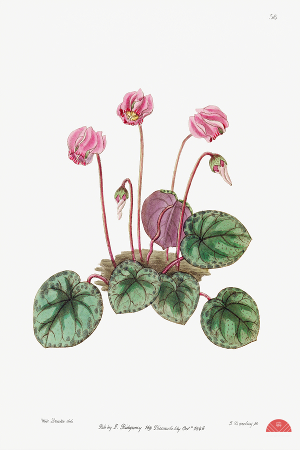 Shore cyclamen from Edwards Botanical Register 1829-1847  by Sydenham Edwards John Lindley and James Ridgway.  Print
