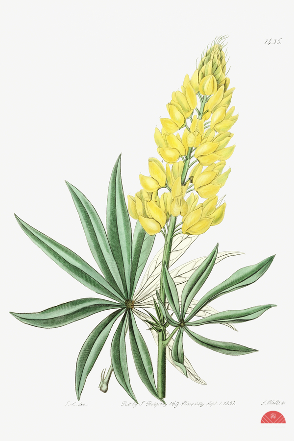Yellow perennial lupine from Edwards Botanical Register 1829-1847  by Sydenham Edwards John Lindley and James Ridgway.  Print
