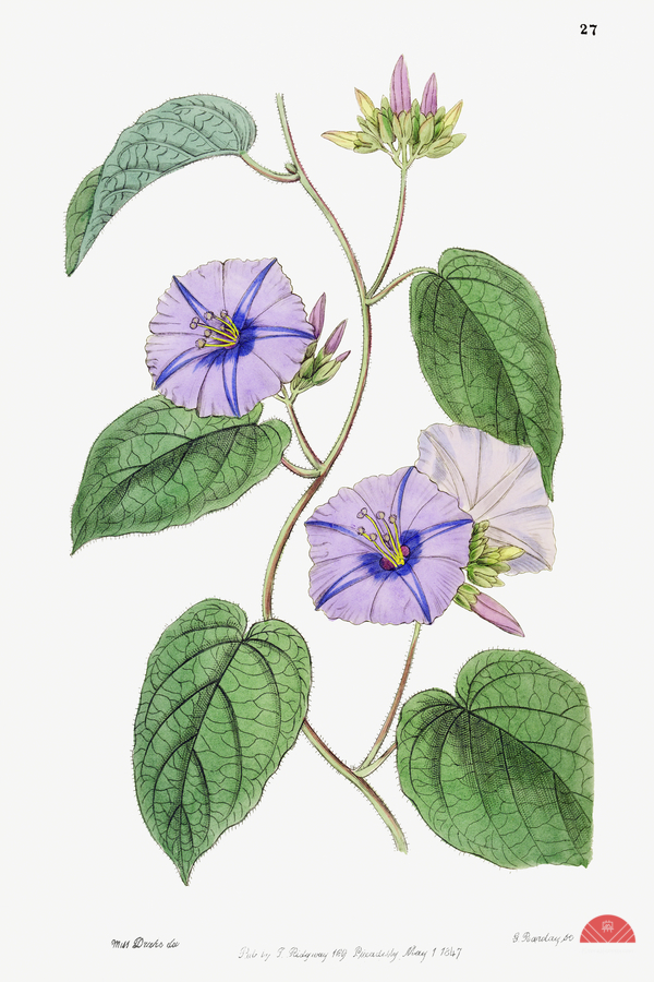 Hoary jacquemontia from Edwards Botanical Register 1829-1847  by Sydenham Edwards John Lindley and James Ridgway.  Print