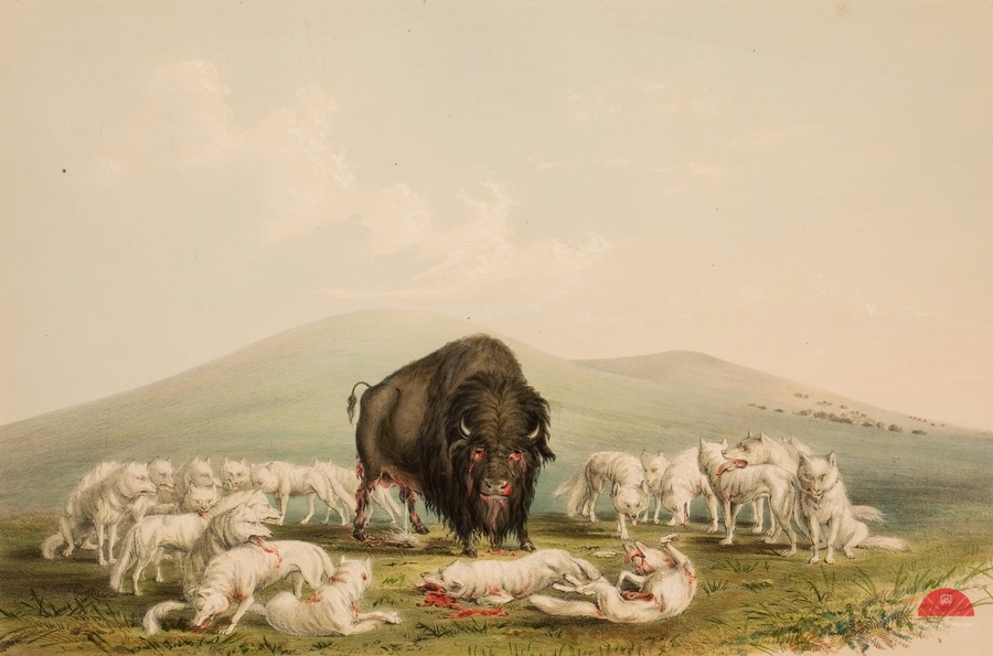 Buffalo Hunt White Wolves Attacking A Buffalo Bull 1844  Print