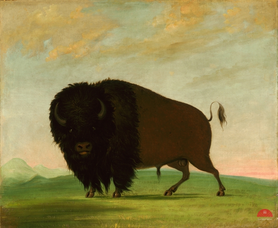 Buffalo Bull Grazing on the Prairie 1832-1833  Print