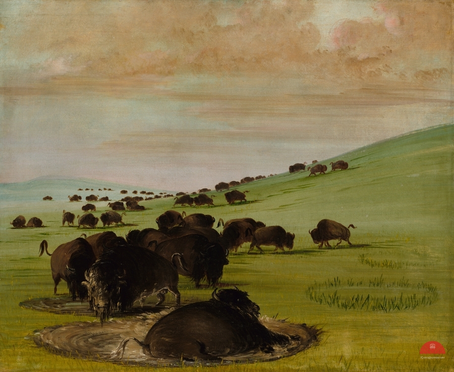 Buffalo Bulls in a Wallow 1837-1839  Imprimer