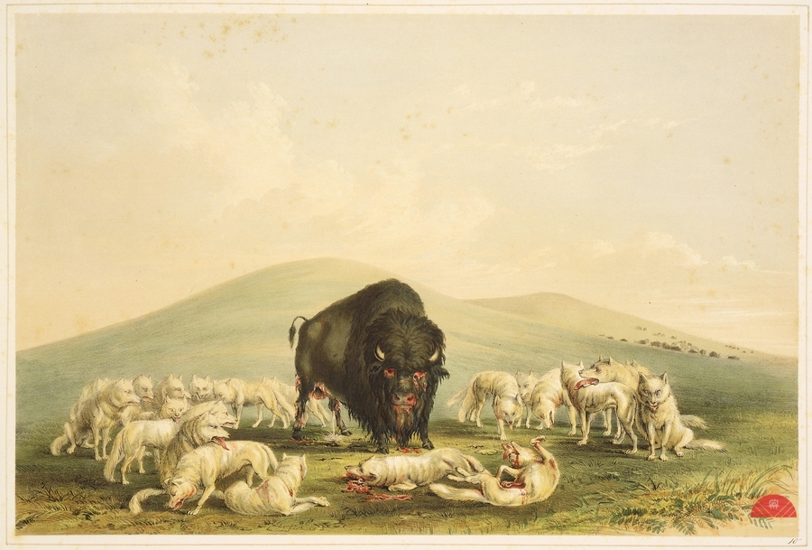 Buffalo Hunt White Wolves Attacking Buffalo Bull 1844   Print
