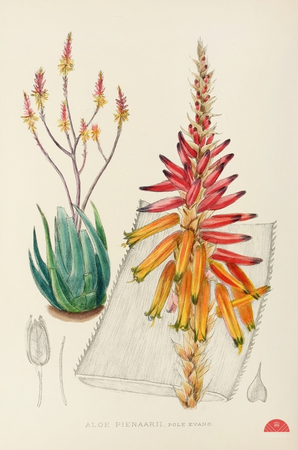 Aloe Pienaarii  Print