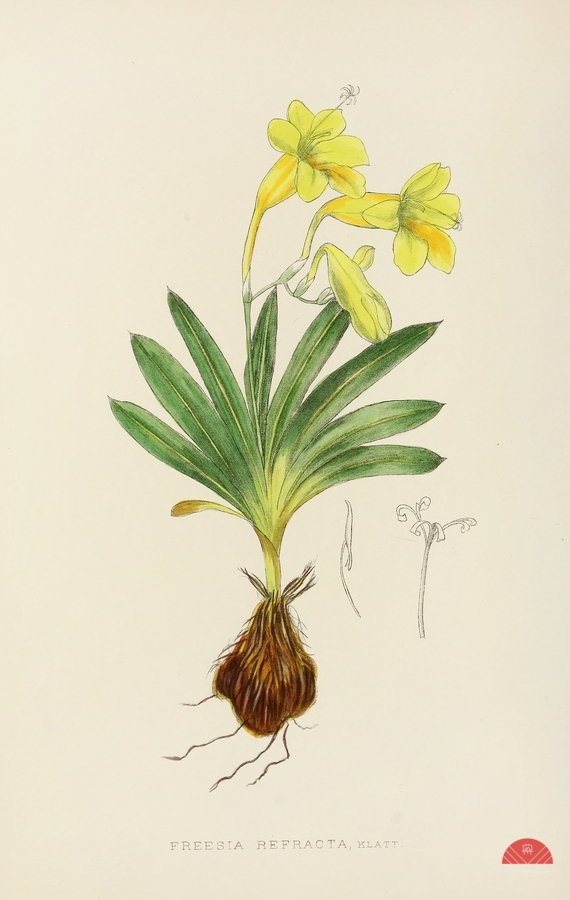 Freesia Refracta  Print