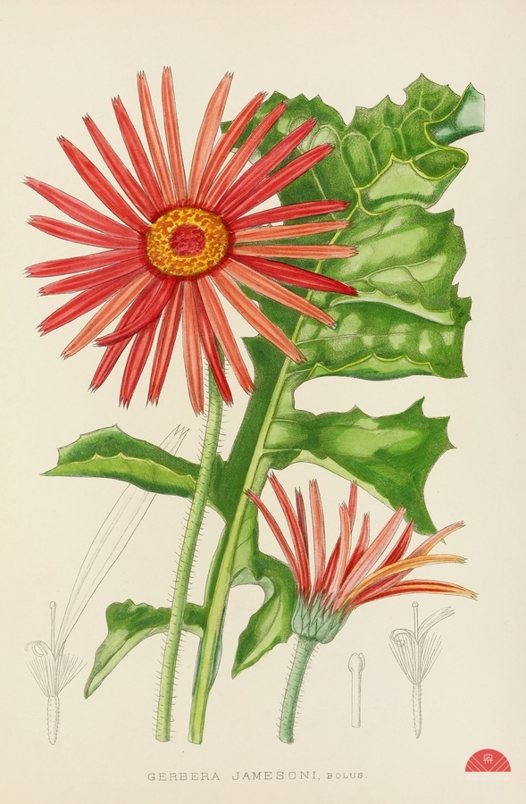 Gerbera Jameson  Print
